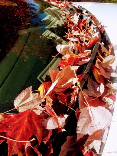 20161119_105722 (1) (1) (1).jpg