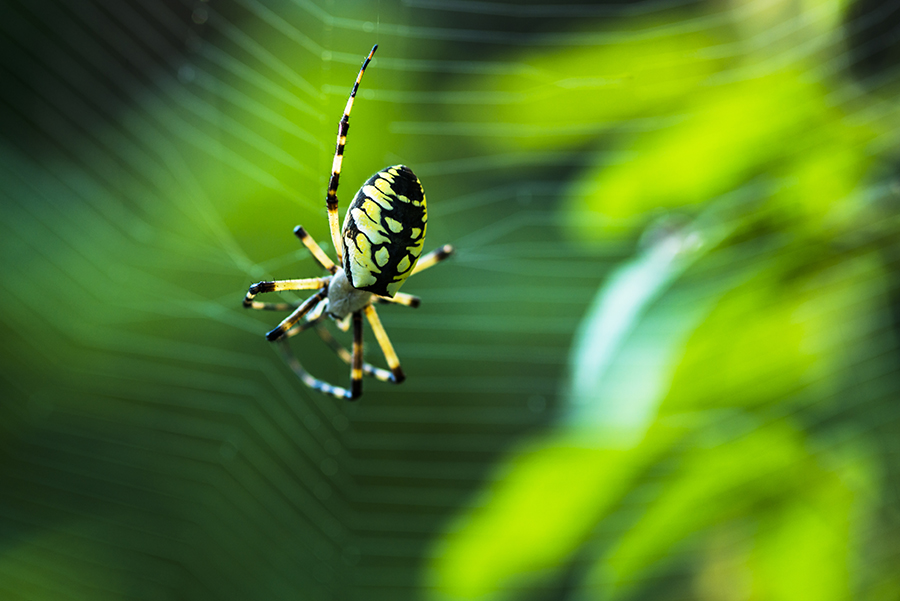 _DSC3935_6833 copy.jpg