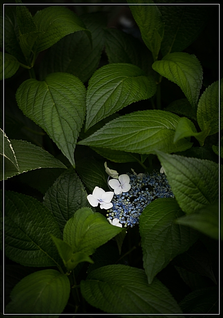 Hydrangea-1.jpg