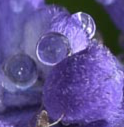 Screen Shot 2016-10-03 at 12.33.52 PM.png