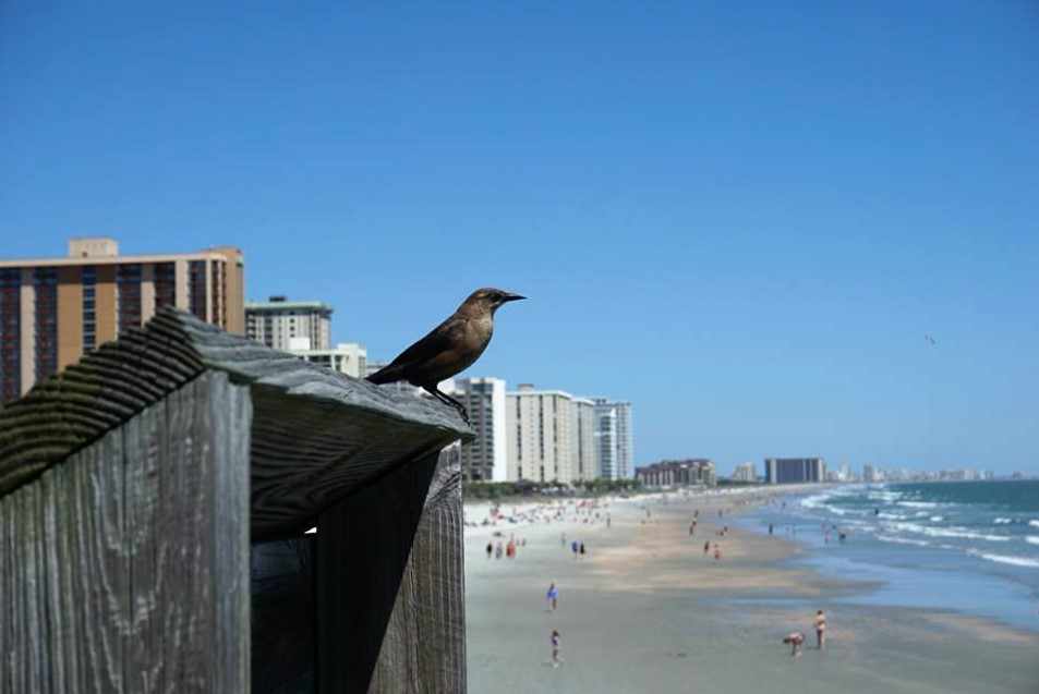 12718080_1092061904191499_3439794895894754536_n (2).jpg