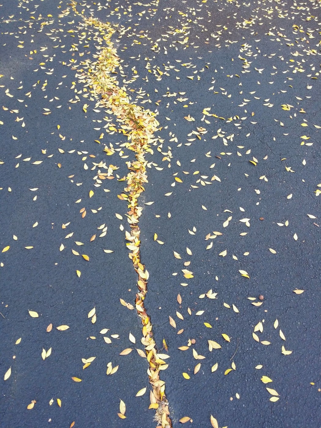 20151210_122627 (1).jpg