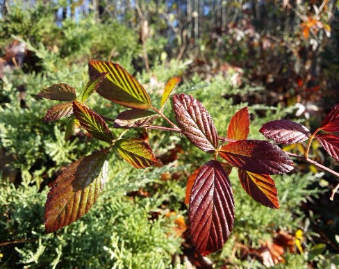 20161207_092340 (2) (1) (1).jpg