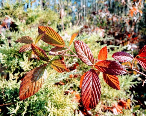 20161207_092340 (1) (1) (1) (1).jpg