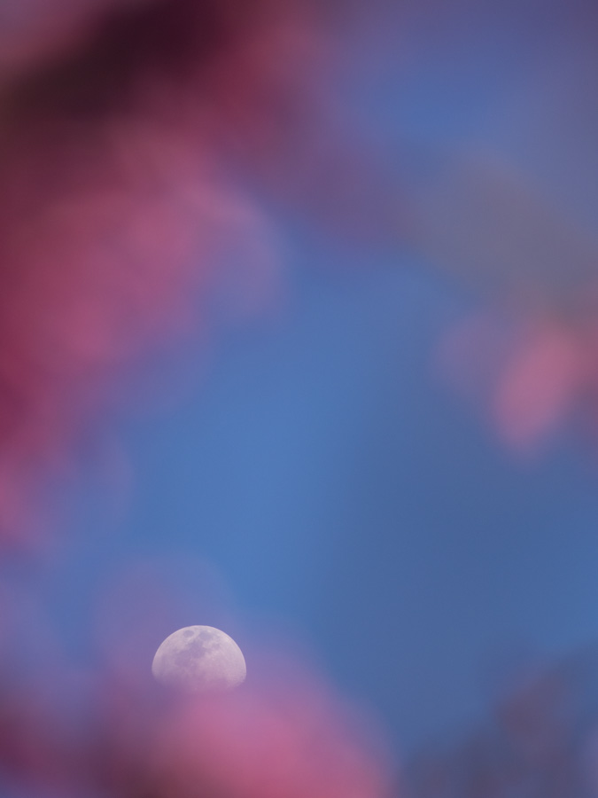 04-09 moon 02.jpg