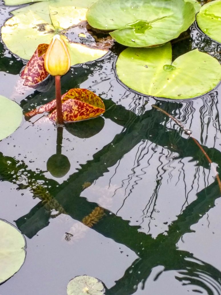 20160710_085055 (1) (1) (1).jpg