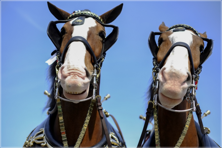 horse-smiling-1.jpg