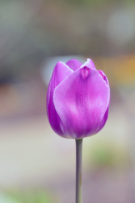 3-25-15 tulip_2522.JPG