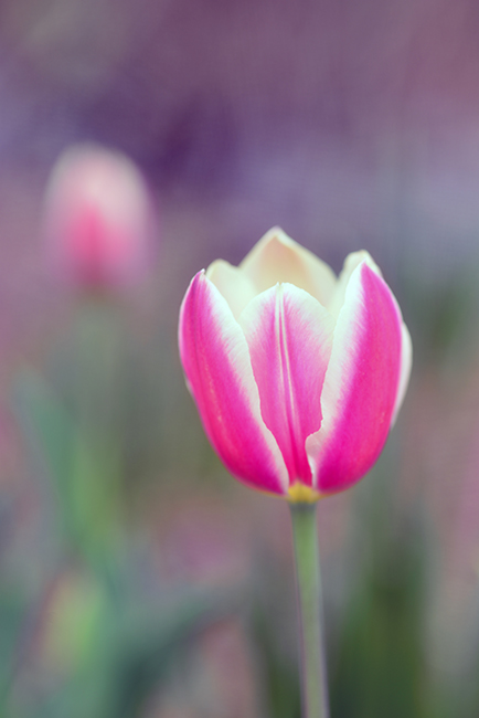 3-25-15 tulip_2506.JPG