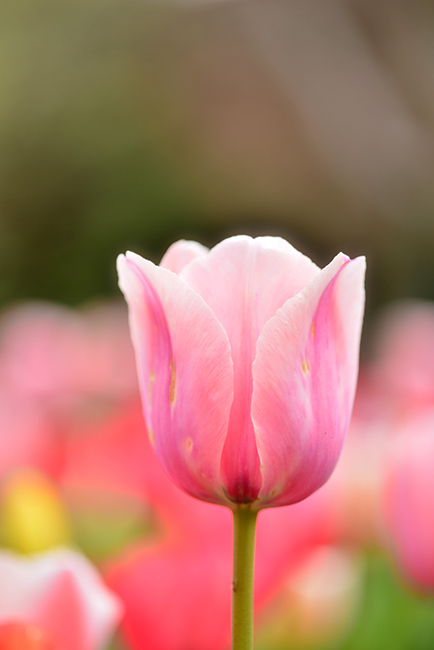3-25-15 tulip_2483.JPG