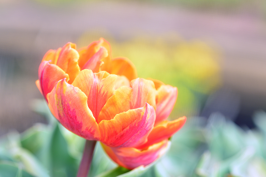3-25-15 tulip_2576.JPG