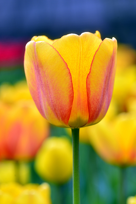 3-25-15 tulip_2512.JPG