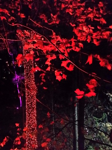 20161223_185427 (1) (3) (2) (1).jpg