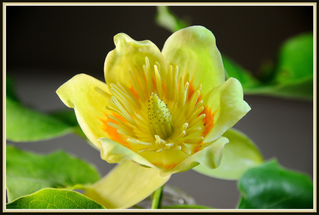 DSC_0939r.jpg : 도토리 꽃