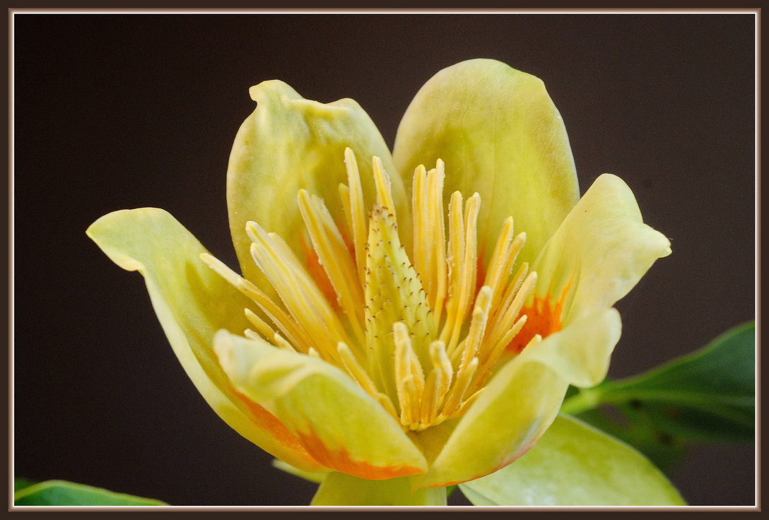 DSC_0487rr.jpg : 도토리 꽃