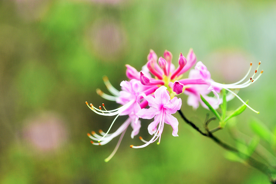 4-10-15 영산홍_6234.JPG