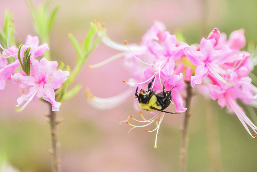 4-10-15 영산홍_6226.JPG