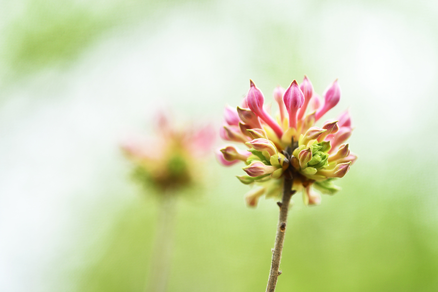 4-10-15 영산홍_6212.JPG