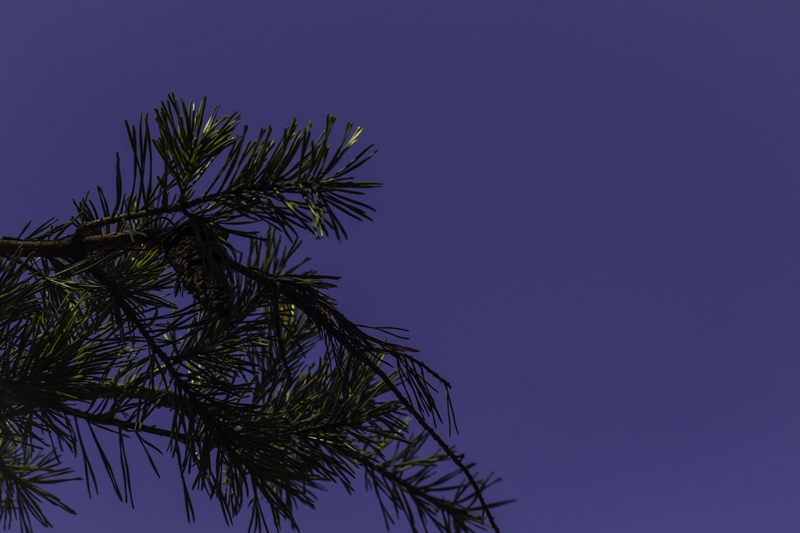 pineTree-BlueSky5.jpg