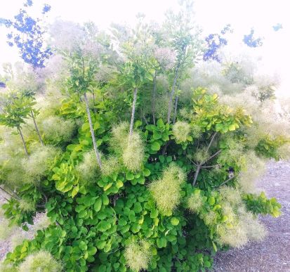 20160604_062616 (1) (1) (1).jpg