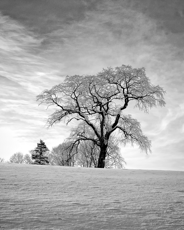 winter tree 1.jpg
