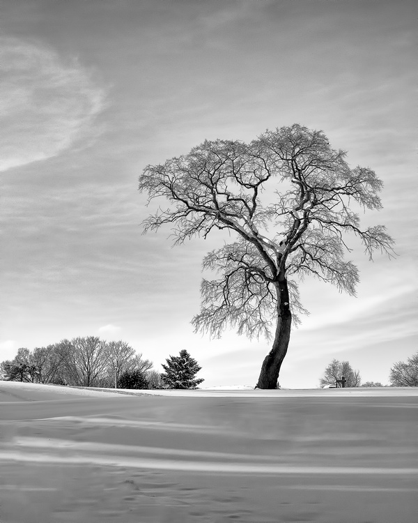 winter tree 2.jpg