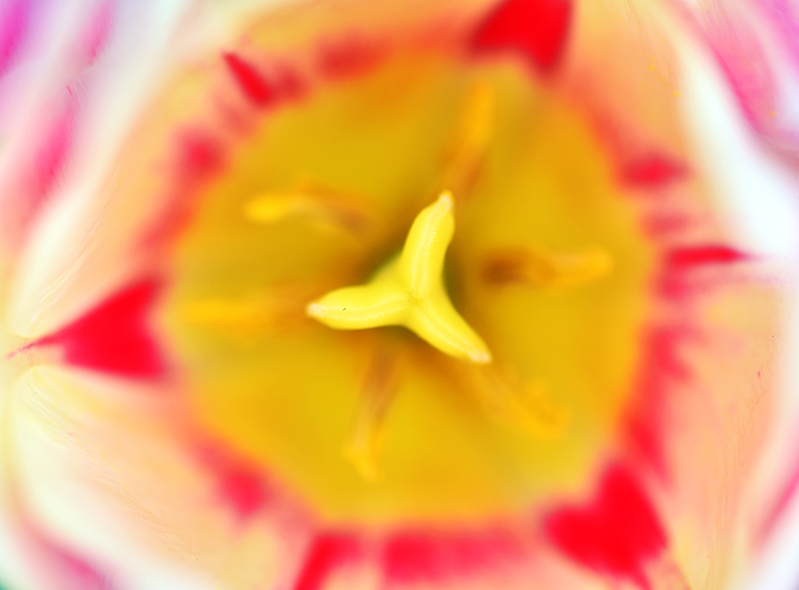 3-25-15 tulip_2507.JPG