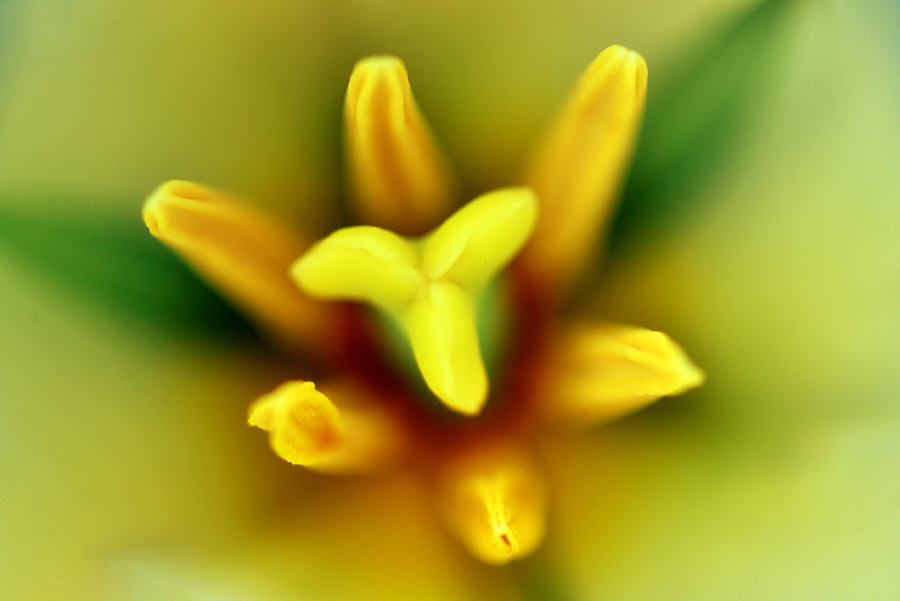 3-25-15 tulip_2462.JPG