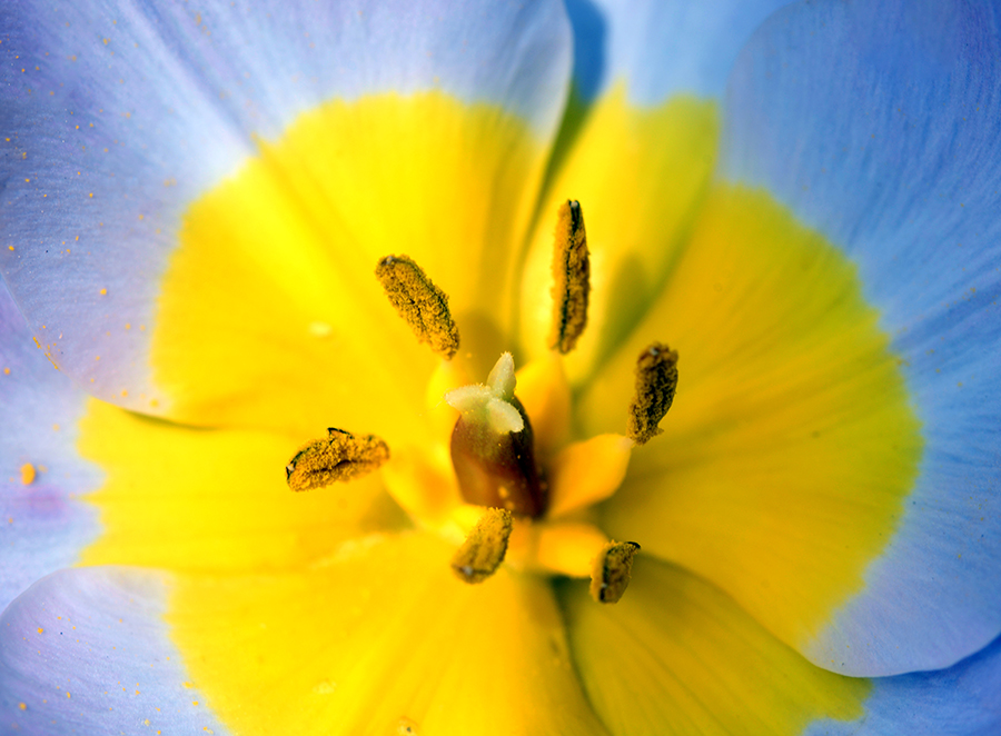 3-25-15 tulip_2581.JPG