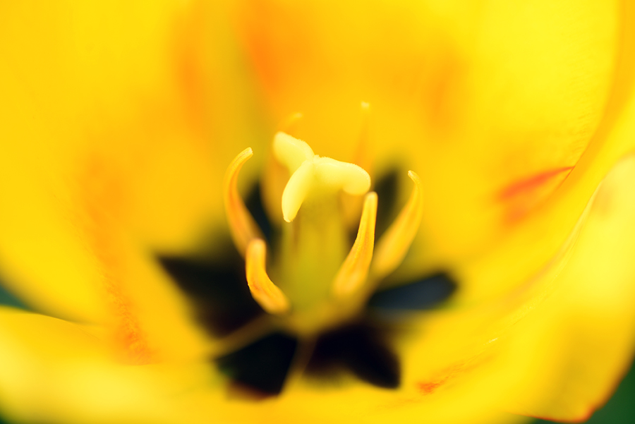 3-25-15 tulip_2467.JPG