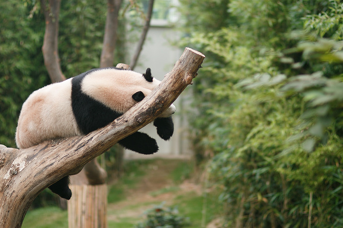 panda_sleeping.jpg