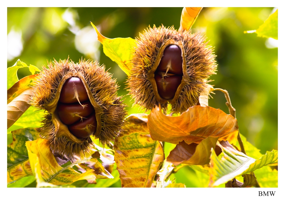 속이 꽉찬 가을_.jpg