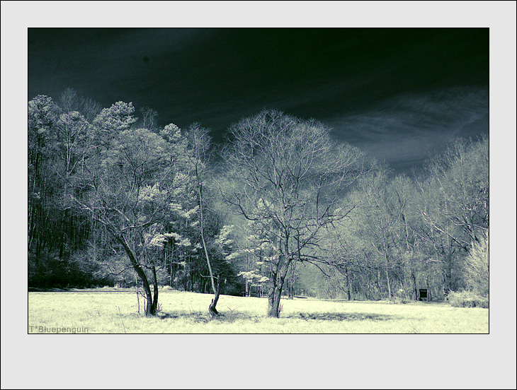 DSC_8784-ir.jpg
