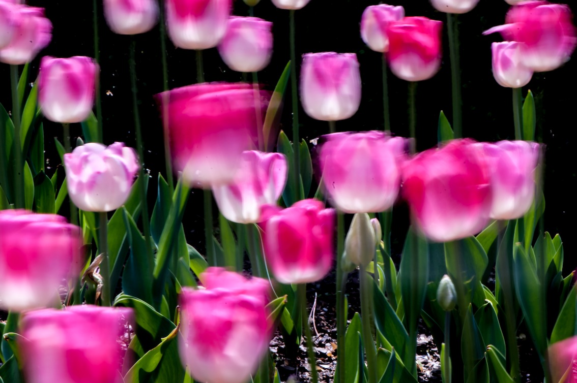 PMY_233813.jpg : 꽃 바람