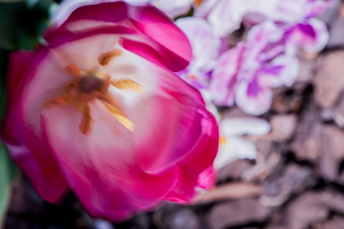 PMY_232613.jpg : 꽃 바람