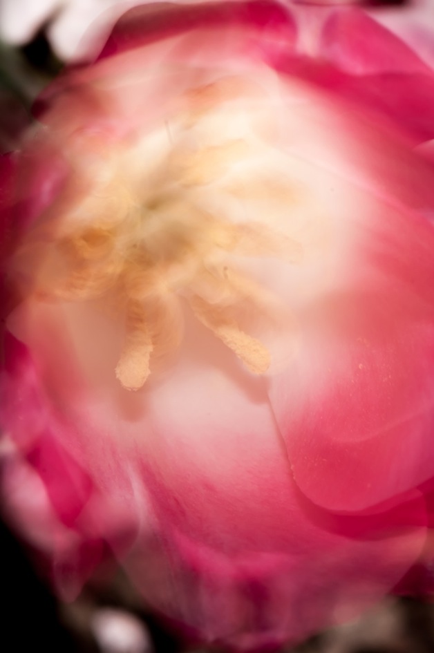 PMY_232913.jpg : 꽃 바람