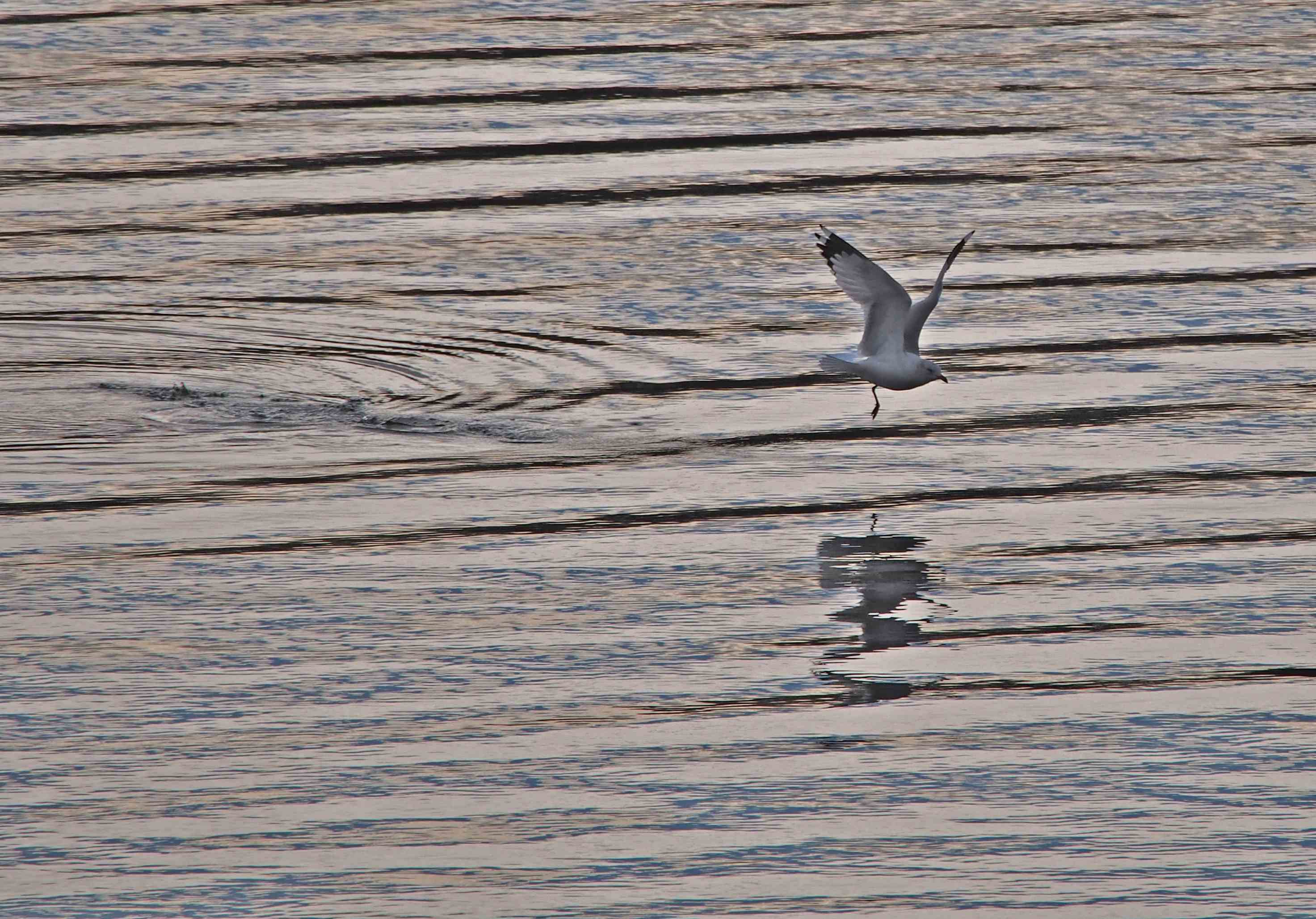 phototrip 1-25-14.e11.jpg