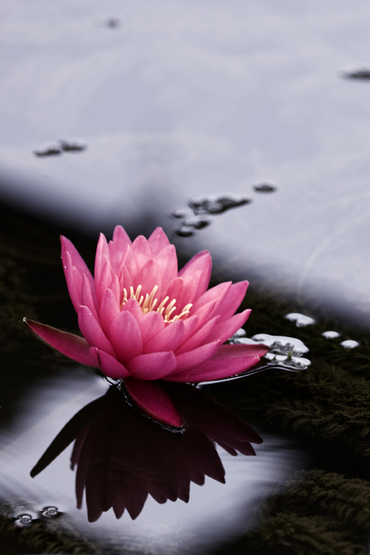 waterlily04.jpg