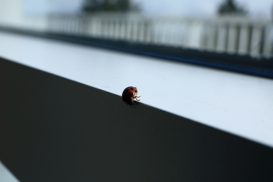 ladybug.jpg