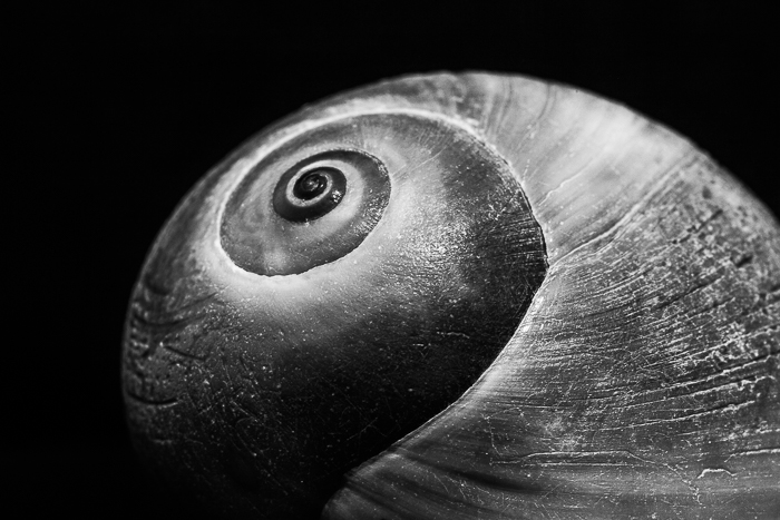 sea-snail-1.jpg