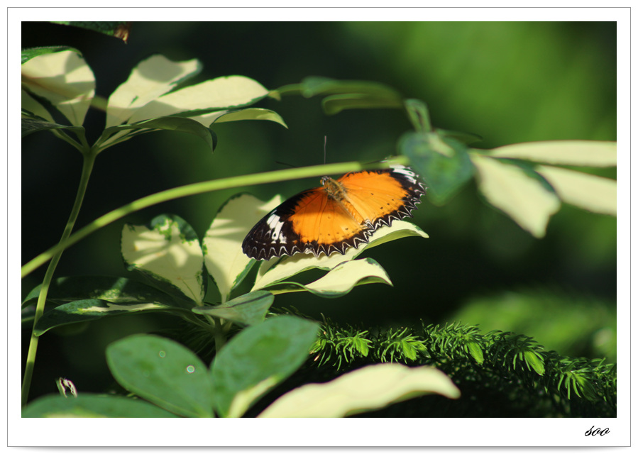 revised butterfly 2.jpg