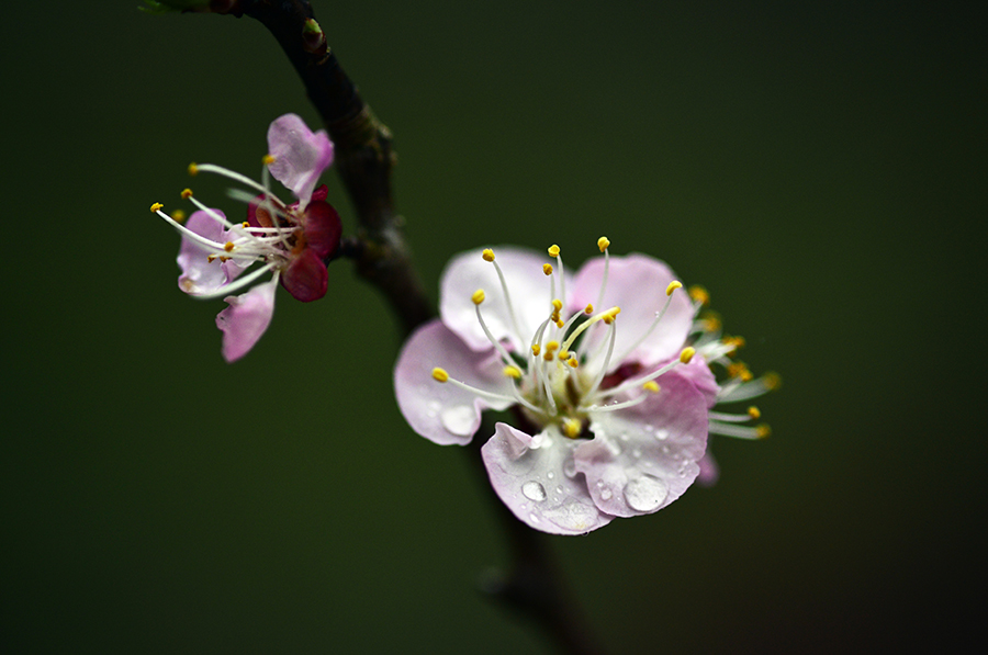 3-13-15 friday back yard_0214.JPG
