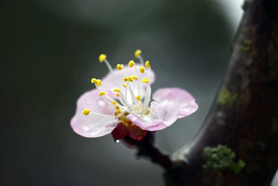 3-11-15 Back yard_0037.JPG