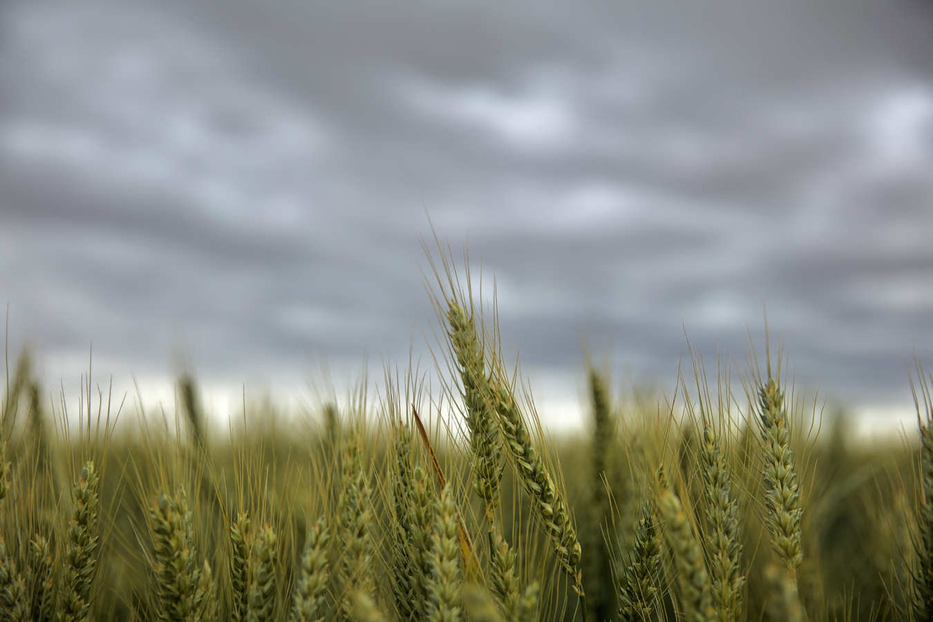 wheat01.jpg