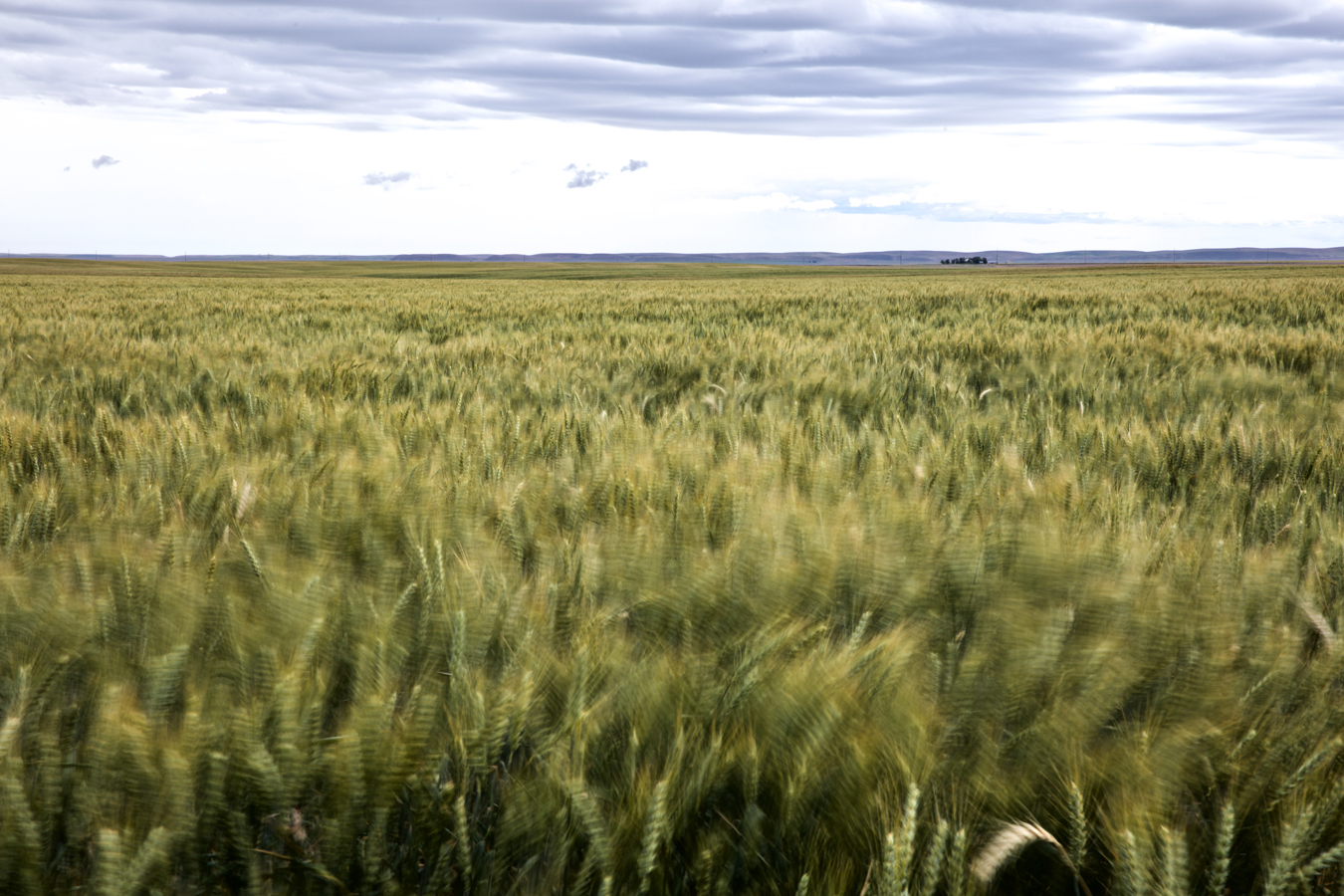 wheat02.jpg