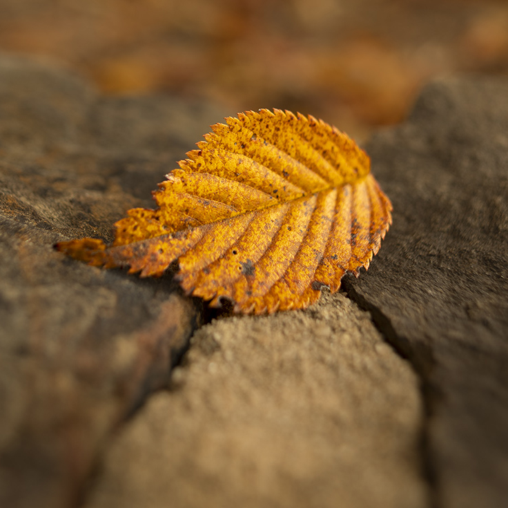 4a9b6efc84c4e450299f8df9e20fb80b copy.jpg