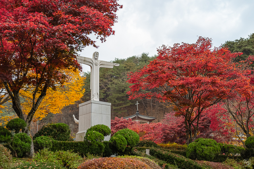 L1025382-향상됨-노이즈 감소-편집-2.jpg