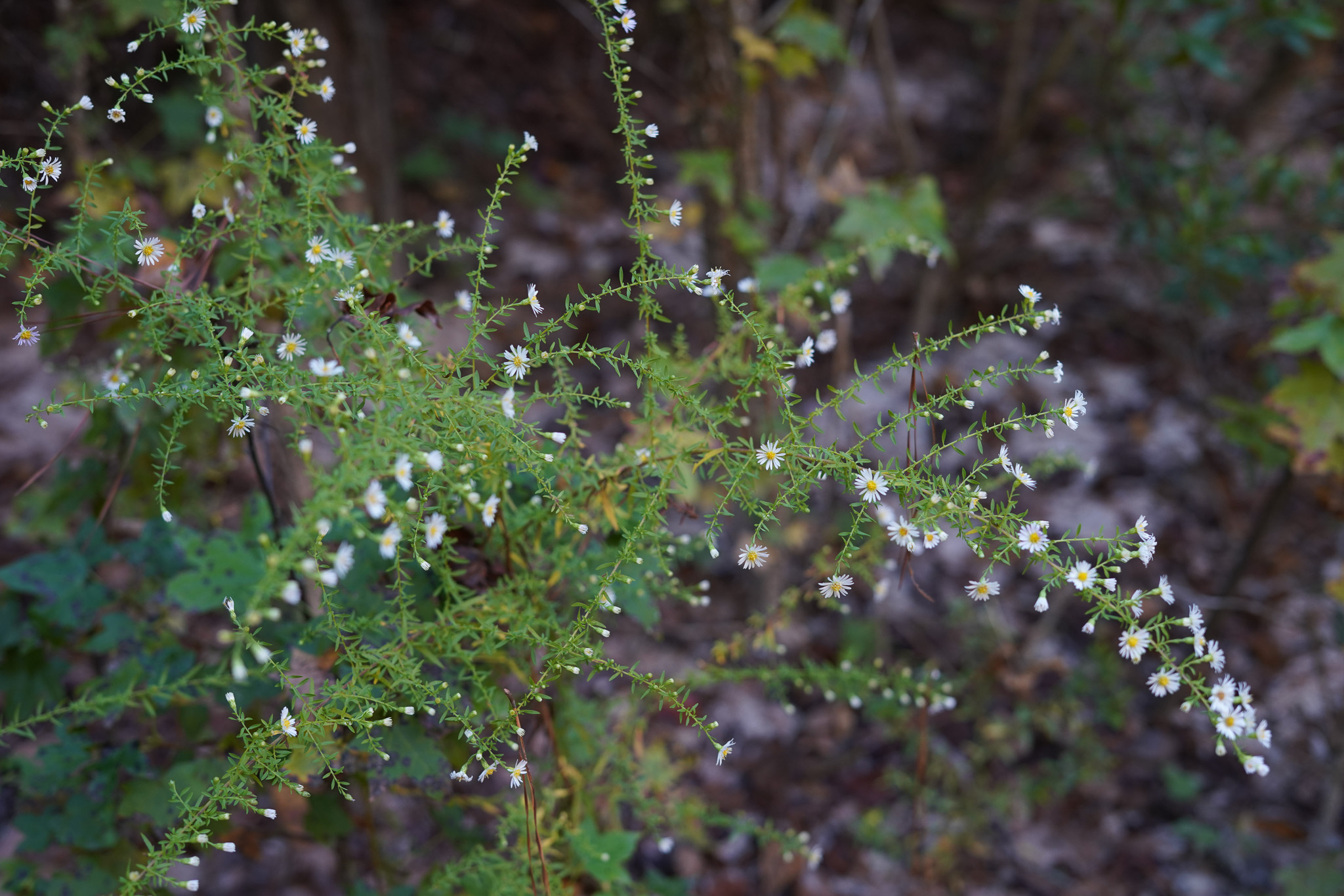 PC_White flower2.jpg
