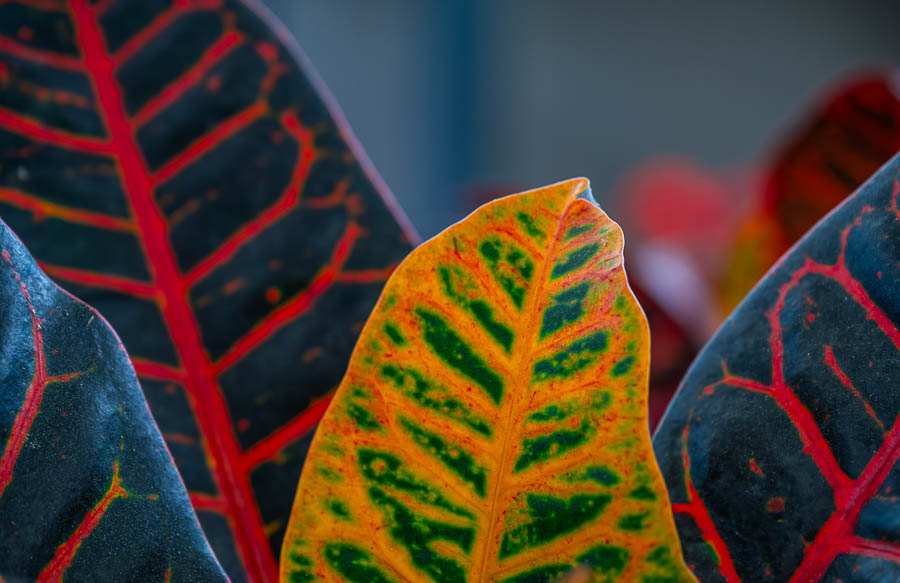 _DSC2133-향상됨-노이즈 감소-편집.jpg