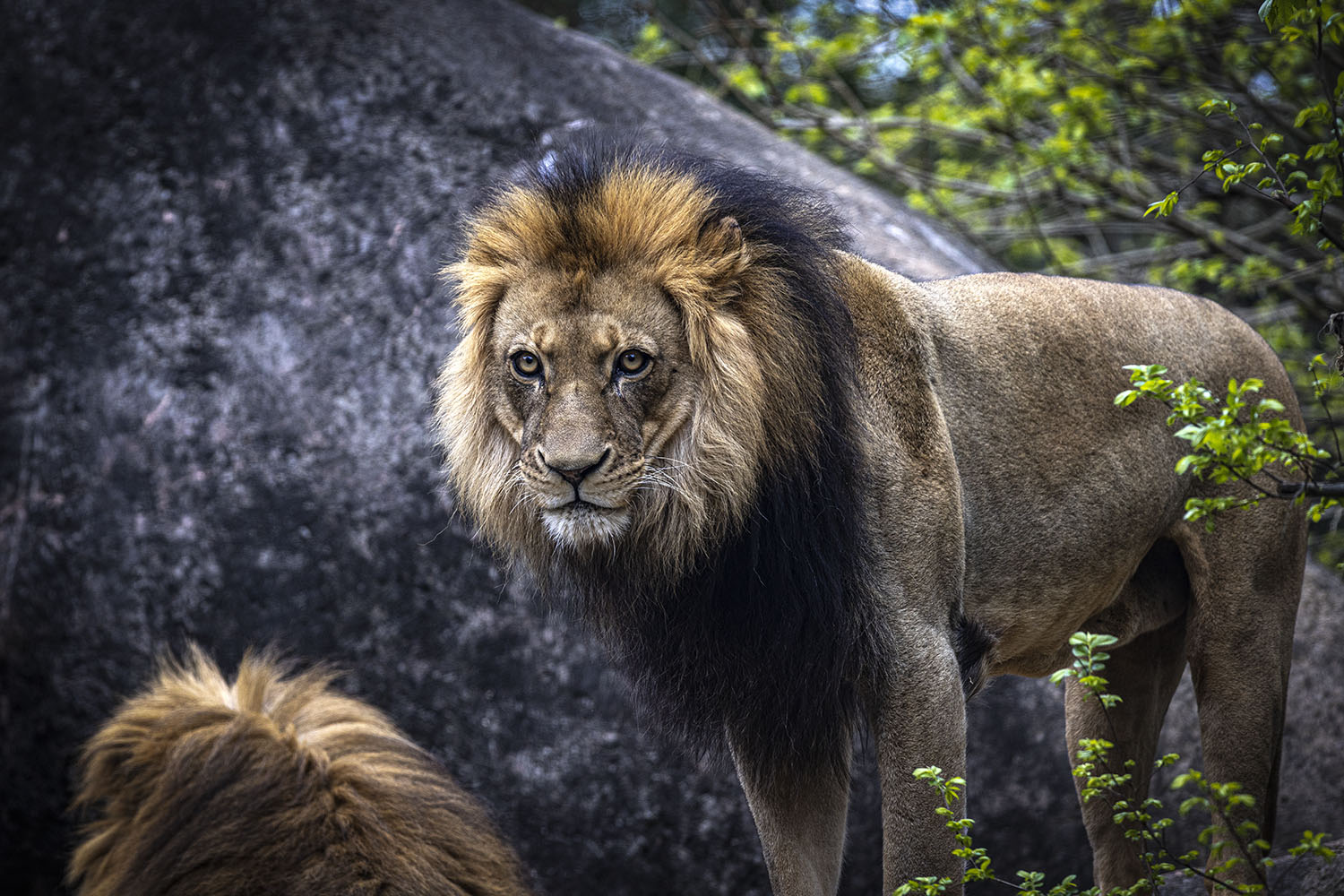 _S2A2480-Edit copy.jpg